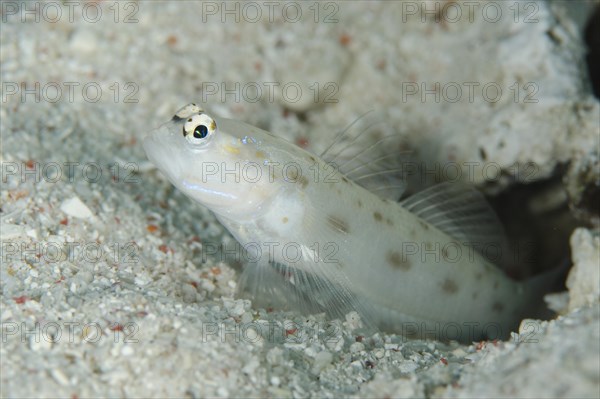 Wild shrimp goby