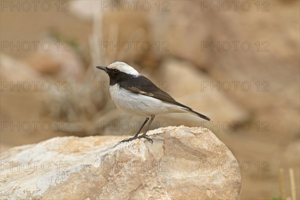 Mourning Wheatear