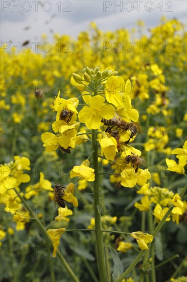 Western Honey honey bee