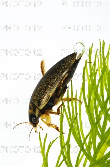 Adult diving beetle