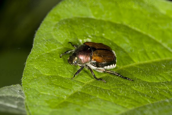 Japanese Beetle