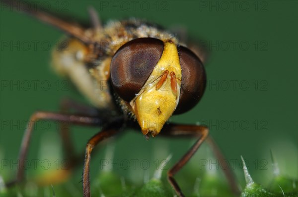 Forest hoverfly