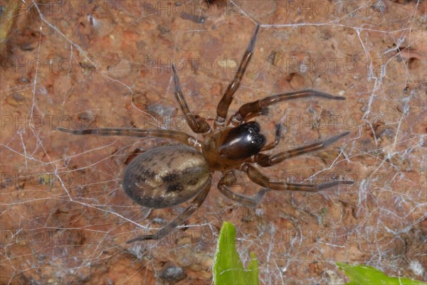 Garden Lace-webbed Spider