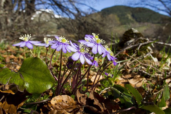 Flowering common hepatica