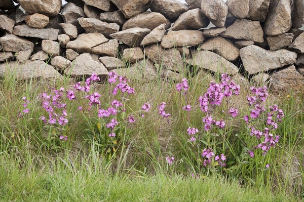 Red campion