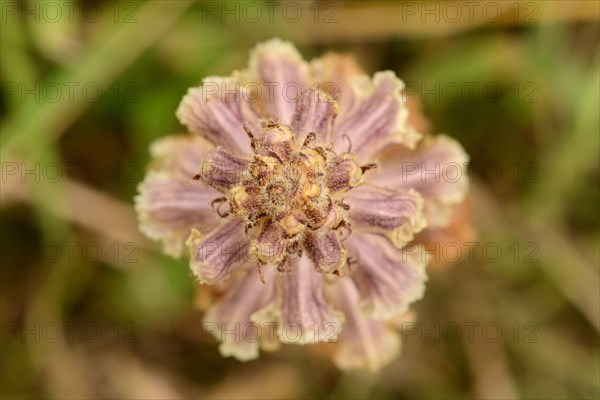 Clove-scented Broomrape