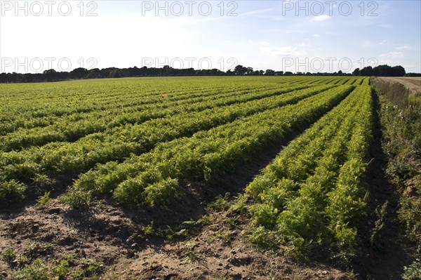 Field of carrots