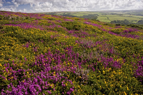 Flowering bell heather