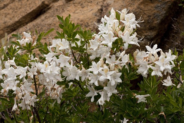 Flowering of the Western western azalea