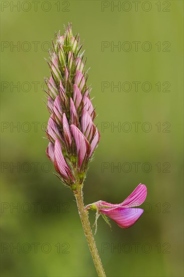 Sainfoin