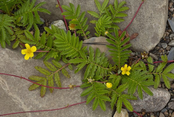 Common Silverweed