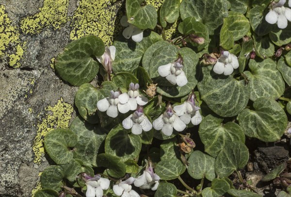 Ivy-leaved Cymbalaria