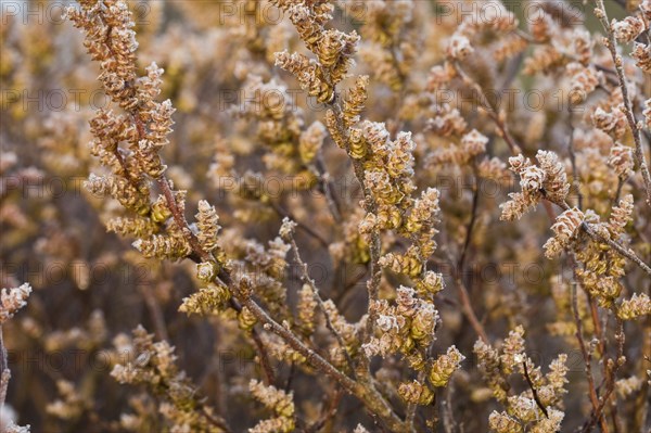 Frost-flowering crab myrtle