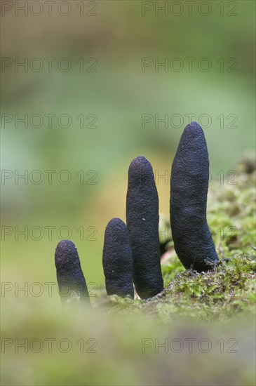 Fruiting bodies of death's finger