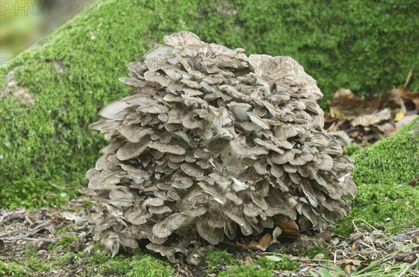 Maitake