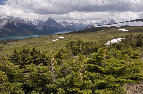 Subalpine abies lasiocarpa