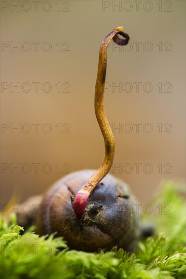 Gooseneck barnacle