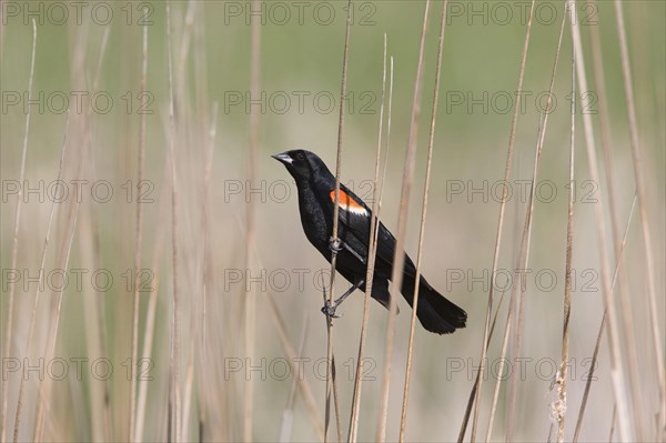 Red-winged Blackbird