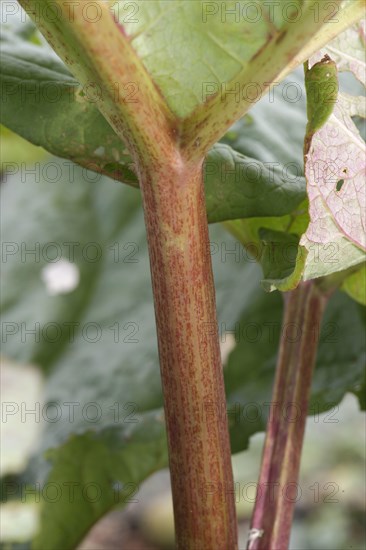 Rhubarb