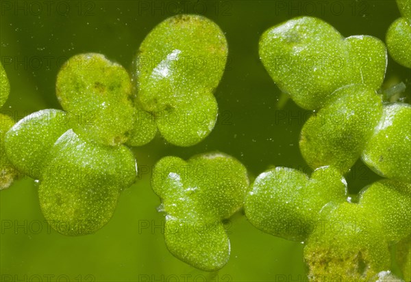 Common Duckweed