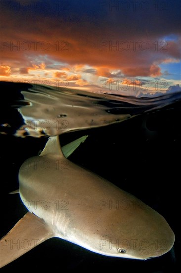 Grey reef shark