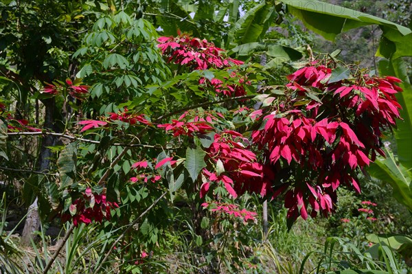 Wild poinsettia