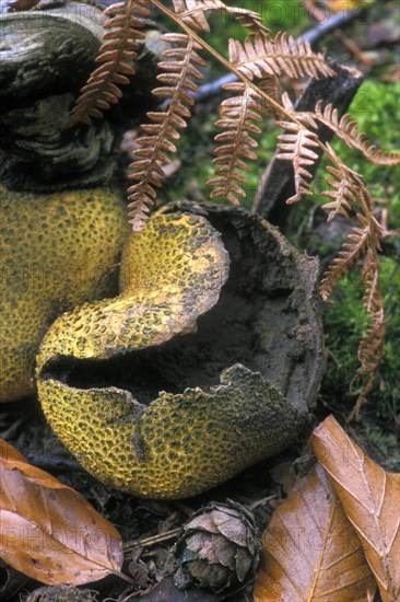 Common earthball fungus