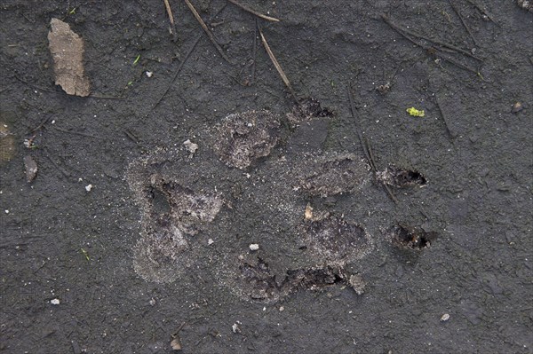 Close up of gray wolf