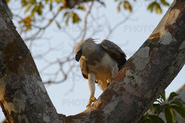 Immature harpy eagle