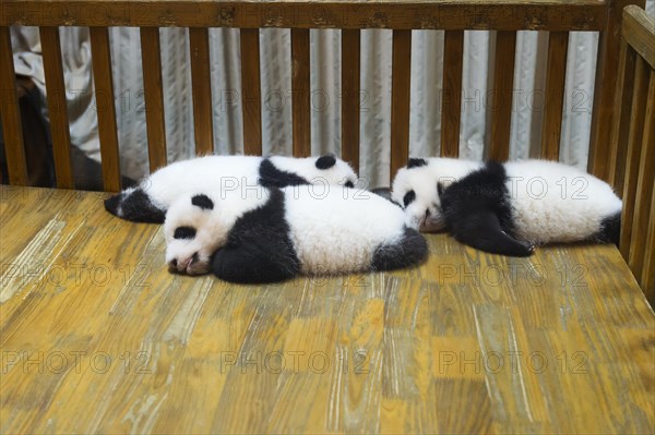 Baby Pandas in the Chengdu Giant Panda Breeding Center