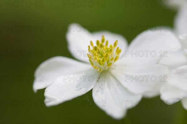 (Anemone narcissiflora)