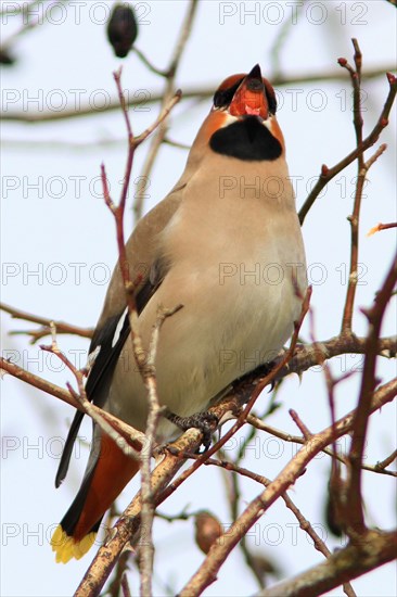 Waxwing eats rosehip