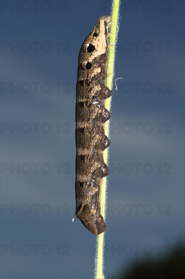 Elephant hawk-moth