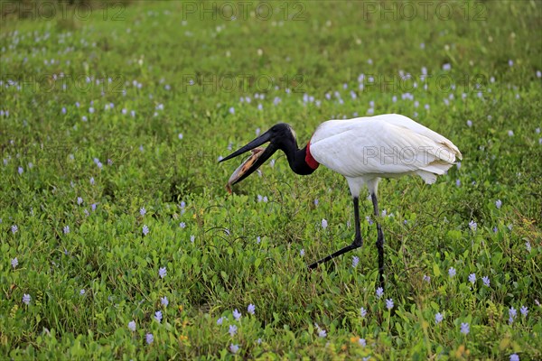 Jabiru