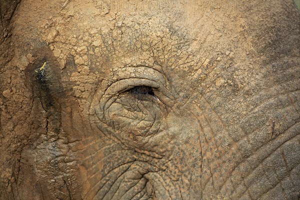 Sri lankan elephant