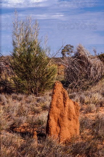 Australia TERMITE-MOUND northern territory