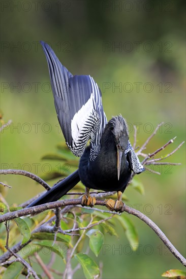 Anhinga