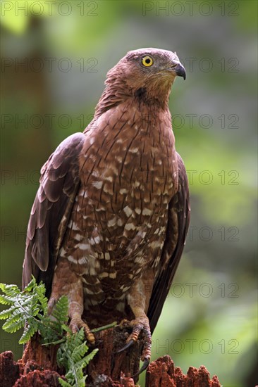 Honey buzzard