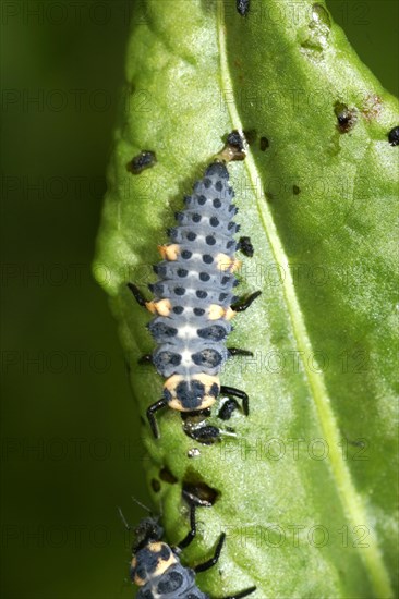 Seven-spot ladybird