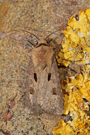 Common Grass Owl