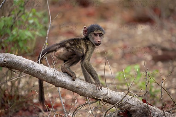 Chacma baboon