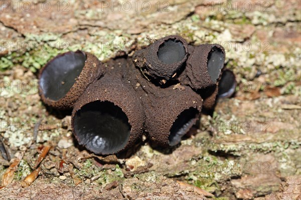 Common Dirt Cups