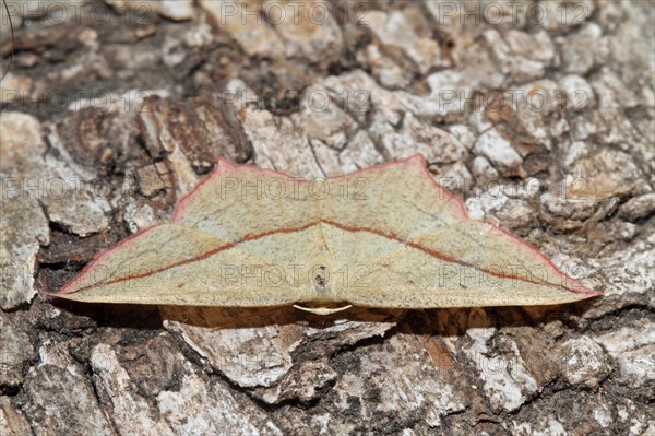 Dock moth