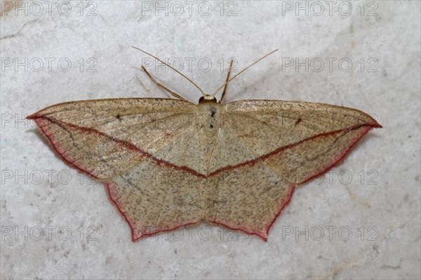 Dock moth