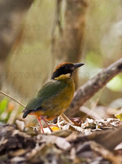 Noisy pitta