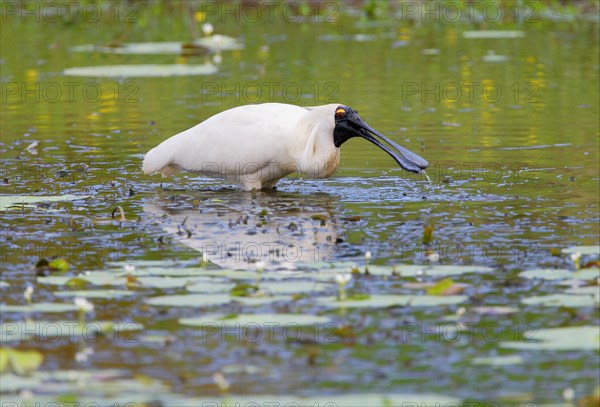 Royal Spoonbill