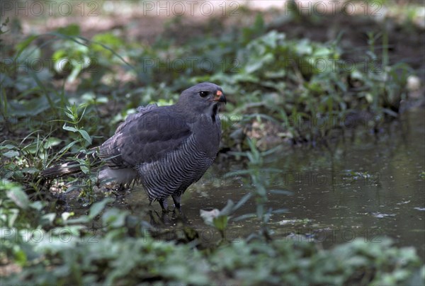 Lizard buzzard