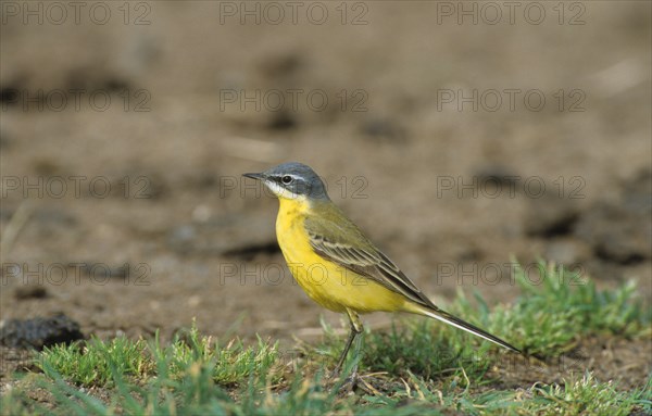 Wagtail