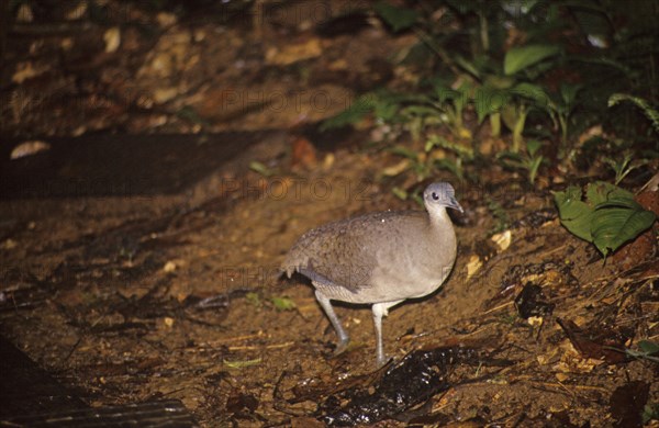 Great Tinamou