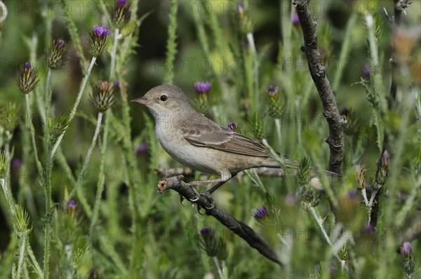 Barred warbler